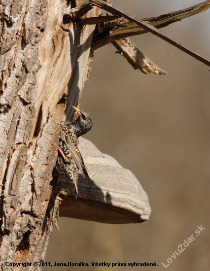 Výber príbytku (Škorec lesklý - Sturnus vulgaris)