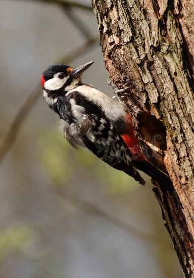 Ďateľ veľký (Dendrocopos major)