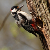Ďateľ veľký (Dendrocopos major)