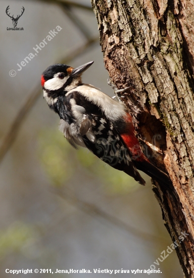 Ďateľ veľký (Dendrocopos major)