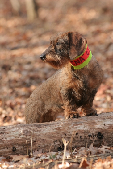 A ide sa na diviaky...