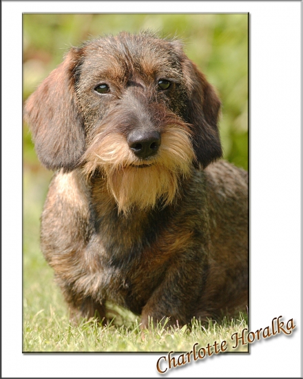 Charlotte Horalka 7. mesiacov