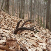 včerajší(12-torák)