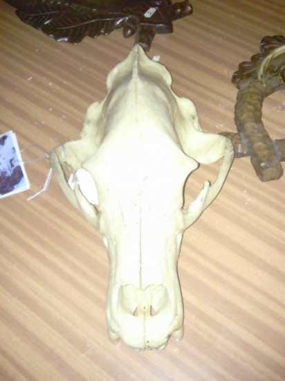 Narodny rekord Medveda 62,80 Uhyn PZ Kalamarka