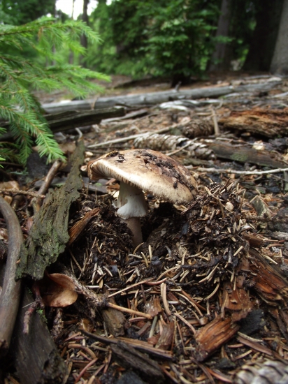 muchotrávka tigrovaná