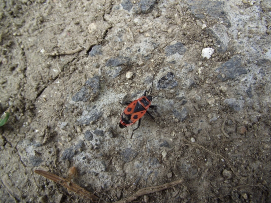 NEVIE NIEKTO AKO SA VOLA,?