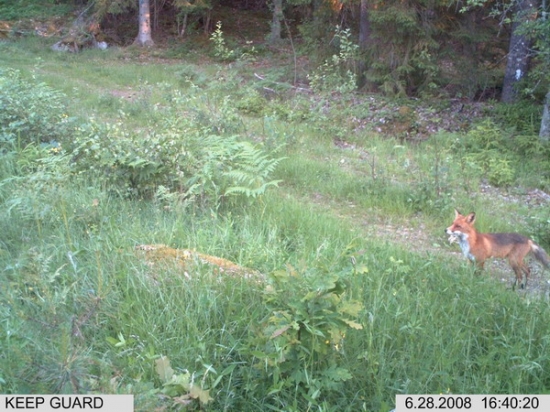 listicka len pozrela