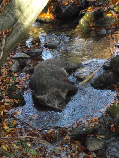 lanstiak zo spolocnej polovacky