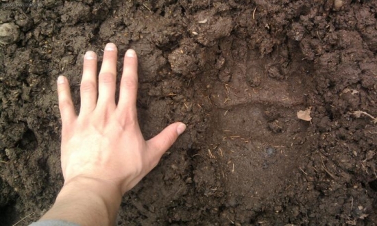 modved