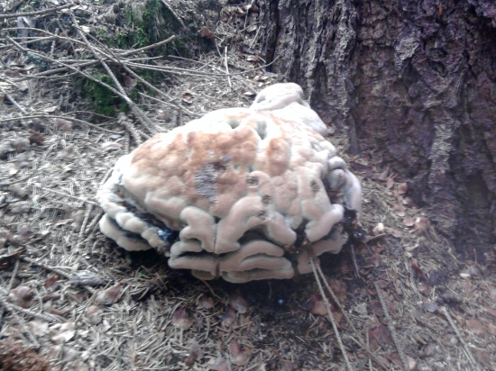 neviete niekto co je to??