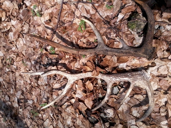 staré ale potešili