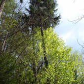 najkrajšie stromy sú na východe:)