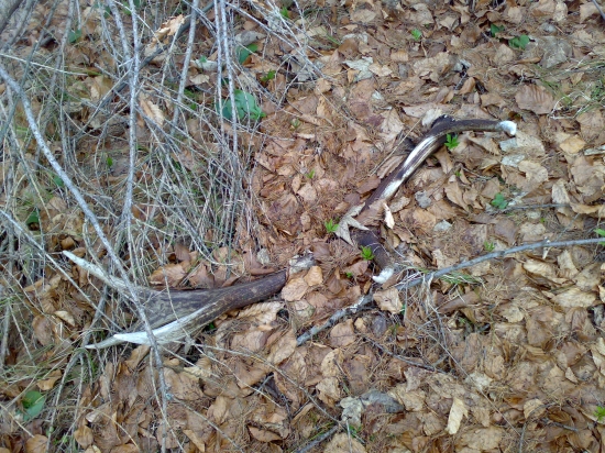 starší, ale potešil