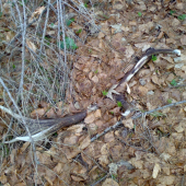 starší, ale potešil