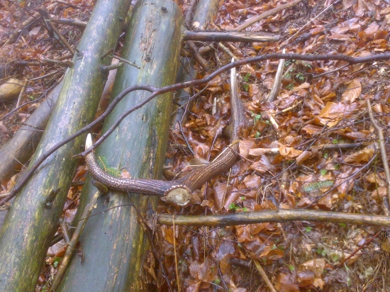 Dnešný upršaný deň - prvý pohľad