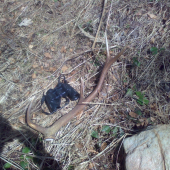 dnešný osmoráčik