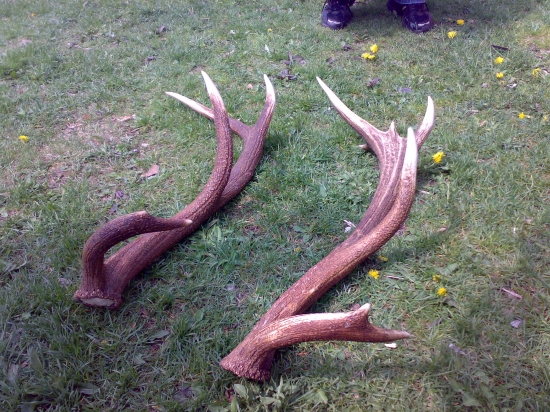 z jedného jeleňa 2010-2011