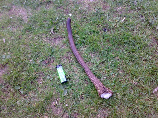 ihličiak, takmer 30 cm