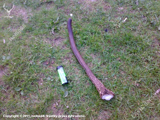 ihličiak, takmer 30 cm