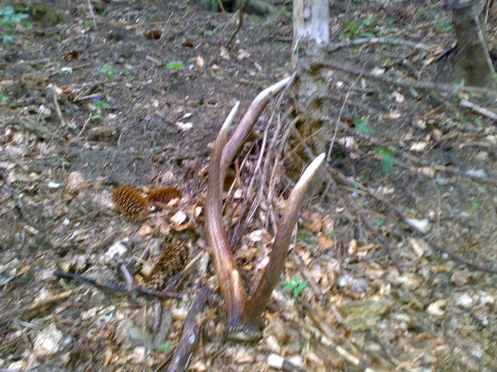 dnes namiesto pstreňov