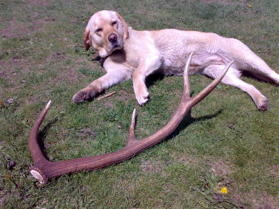 dnes namiesto pstreňov - 2