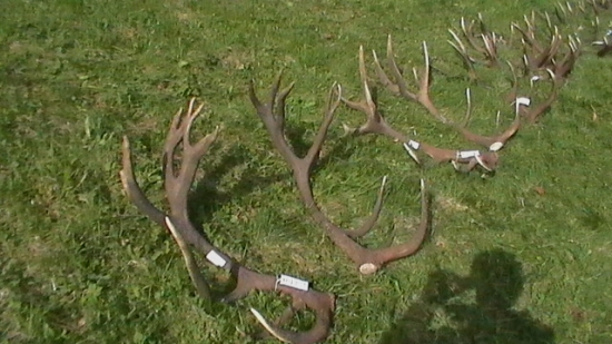 Výstava CHPO Poľana / 2