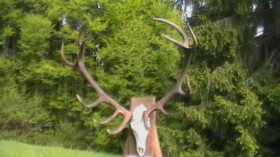 11 rokov; 210,93 CIC