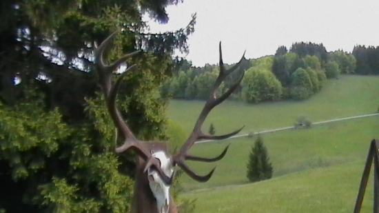 11 rokov; 211,20 CIC