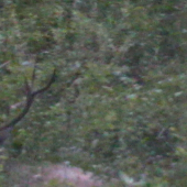 jeleň - na chvíľu