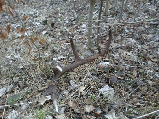 12-torák, takto ležal