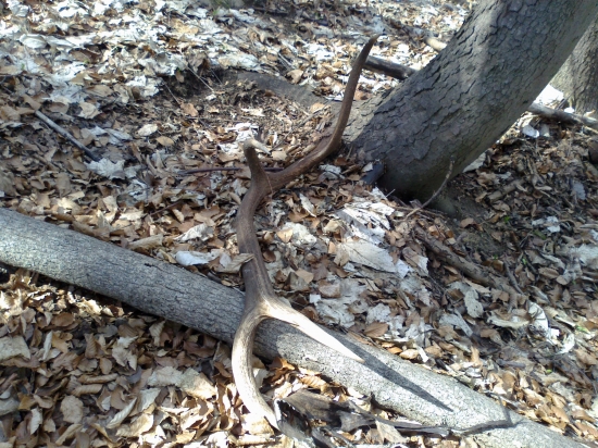 aprílový osmáčisko