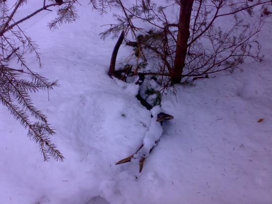 Takmer som ho obišiel (ako Mrnko...)