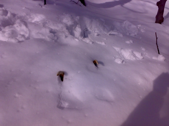 Po dvoch dňoch výdatného sneženia vyšlo konečne slnko...