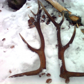 po jelenej stope 3, už spolu