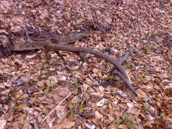 zhodil pri obhrýzaní - jeho pár