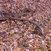 zhodil pri obhrýzaní - jeho pár