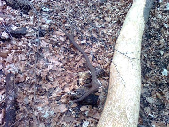 zhodil pri obhrýzaní