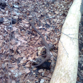 zhodil pri obhrýzaní