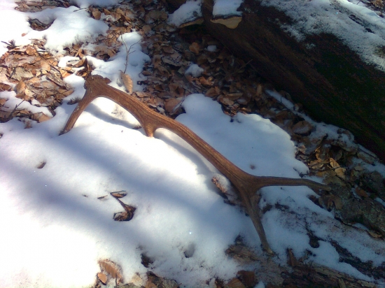 z mladého jeleňa - jeho pár