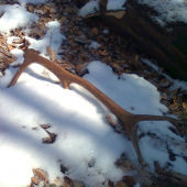 z mladého jeleňa - jeho pár