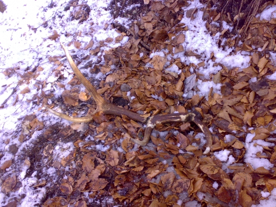 Ležal na ňom medveď