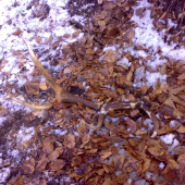 Ležal na ňom medveď