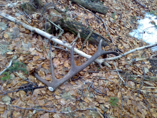 strieborný 12-torák