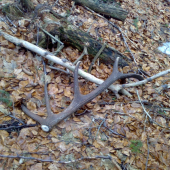 strieborný 12-torák