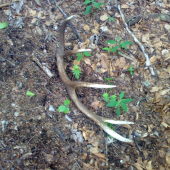 takto som ho našiel