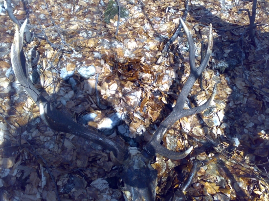 Strhnutý vlkmi, zožratý medveďmi.