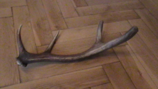 nádejný - druhé nasadené parožie