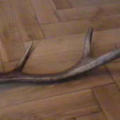 nádejný - druhé nasadené parožie