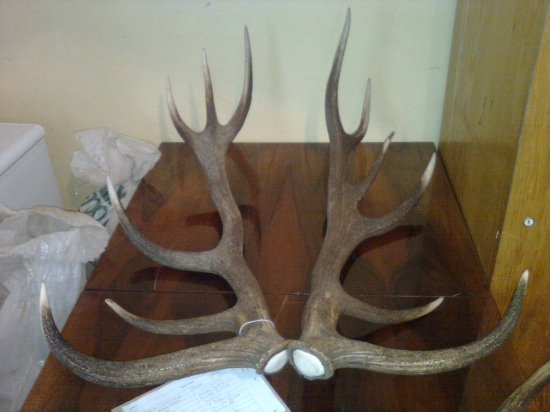 strieborný 12-torák