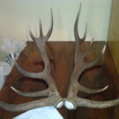 strieborný 12-torák